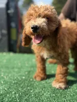 Cavallo., a male Cavapoo for sale in Atlanta, GA – 2 of 7