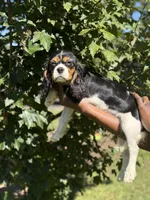 Cooper, a male Cavalier King Charles Spaniel for sale in Atlanta, GA – 3 of 8