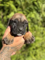Rocky , a male Cane Corso for sale in Atlanta, GA – 6 of 7