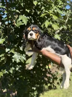 Cooper, a male Cavalier King Charles Spaniel for sale in Atlanta, GA – 8 of 8