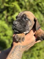 Rocky , a male Cane Corso for sale in Atlanta, GA – 5 of 7