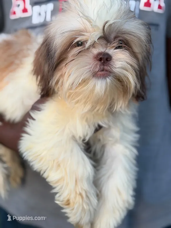Wako – Shih Tzu puppy for sale in Atlanta, GA