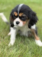 Cash, a female Cavalier King Charles Spaniel for sale in Atlanta, GA – 1 of 4