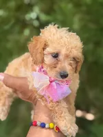 Wako, a male Poodle - Toy  for sale in Atlanta, GA – 6 of 10