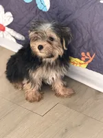 Mike, a male Yorkshire Terrier for sale in Atlanta, GA – 4 of 10