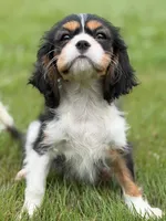 Cash, a female Cavalier King Charles Spaniel for sale in Atlanta, GA – 3 of 4