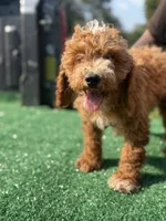 Cavallo., a male Cavapoo for sale in Atlanta, GA – 4 of 7