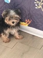 Mike, a male Yorkshire Terrier for sale in Atlanta, GA – 7 of 10