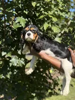 Cooper, a male Cavalier King Charles Spaniel for sale in Atlanta, GA – 4 of 8