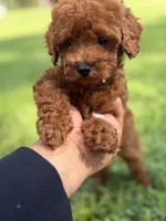 Tito, a male Poodle - Toy  for sale in Atlanta, GA – 4 of 7