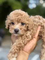 Wako, a male Poodle - Toy  for sale in Atlanta, GA – 5 of 10
