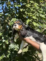 Cooper, a male Cavalier King Charles Spaniel for sale in Atlanta, GA – 6 of 8