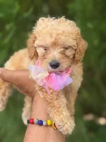 Wako, a male Poodle - Toy  for sale in Atlanta, GA – 4 of 10