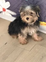 Mike, a male Yorkshire Terrier for sale in Atlanta, GA – 1 of 10