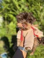 Tito, a male Yorkshire Terrier for sale in Atlanta, GA – 3 of 4