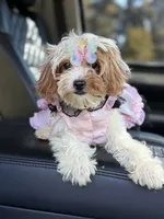 Lisa, a female Cavapoo for sale in Atlanta, GA – 3 of 6