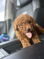 Wako, a male Poodle - Toy  for sale in Atlanta, GA – 3 of 10
