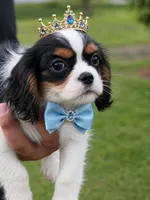 Jack , a female Cavalier King Charles Spaniel for sale in Atlanta, GA – 6 of 8