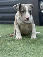 Marsh , a female American Bully for sale in Atlanta, GA – Photo 9 of 10