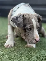 Marsh , a female American Bully for sale in Atlanta, GA – Photo 10 of 10