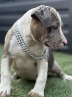 Marsh , a female American Bully for sale in Atlanta, GA – Photo 4 of 10