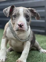 Marsh , a female American Bully for sale in Atlanta, GA – Photo 3 of 10