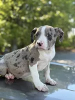 Marsh , a female American Bully for sale in Atlanta, GA – Photo 6 of 10