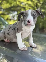 Marsh , a female American Bully for sale in Atlanta, GA – Photo 8 of 10