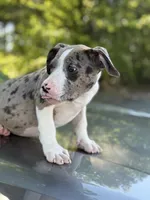Marsh , a female American Bully for sale in Atlanta, GA – Photo 2 of 10