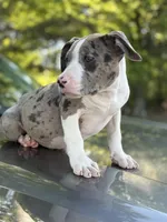 Marsh , a female American Bully for sale in Atlanta, GA – Photo 7 of 10