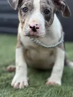 Marsh , a female American Bully for sale in Atlanta, GA – Photo 5 of 10