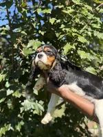 Cooper, a male Cavalier King Charles Spaniel for sale in Atlanta, GA – 2 of 8