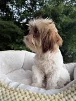 Wako, a female Shih Tzu for sale in Atlanta, GA – 7 of 10