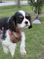 Jack , a female Cavalier King Charles Spaniel for sale in Atlanta, GA – 7 of 8