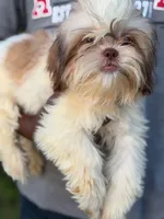 Wako, a male Shih Tzu for sale in Atlanta, GA – 3 of 3