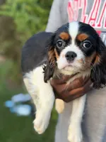 Moon, a female Cavalier King Charles Spaniel for sale in Atlanta, GA – 2 of 2