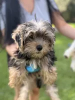 Mike, a male Yorkshire Terrier for sale in Atlanta, GA – 10 of 10