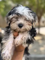 Toby, a male Yorkshire Terrier for sale in Atlanta, GA – 5 of 7