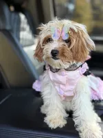 Lisa, a female Cavapoo for sale in Atlanta, GA – 4 of 6