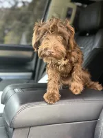 Cherry, a female Miniature Schnauzer for sale in Atlanta, GA – 5 of 6