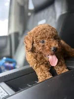 Wako, a male Poodle - Toy  for sale in Atlanta, GA – 7 of 10