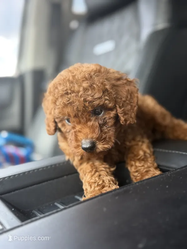 Wako – Poodle - Toy  puppy for sale in Atlanta, GA