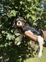 Cooper, a male Cavalier King Charles Spaniel for sale in Atlanta, GA – 7 of 8