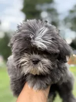 Wako, a female Shih Tzu for sale in Atlanta, GA – 3 of 10