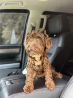 Cherry, a female Miniature Schnauzer for sale in Atlanta, GA – 2 of 6