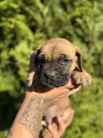 Rocky , a male Cane Corso for sale in Atlanta, GA – 3 of 7