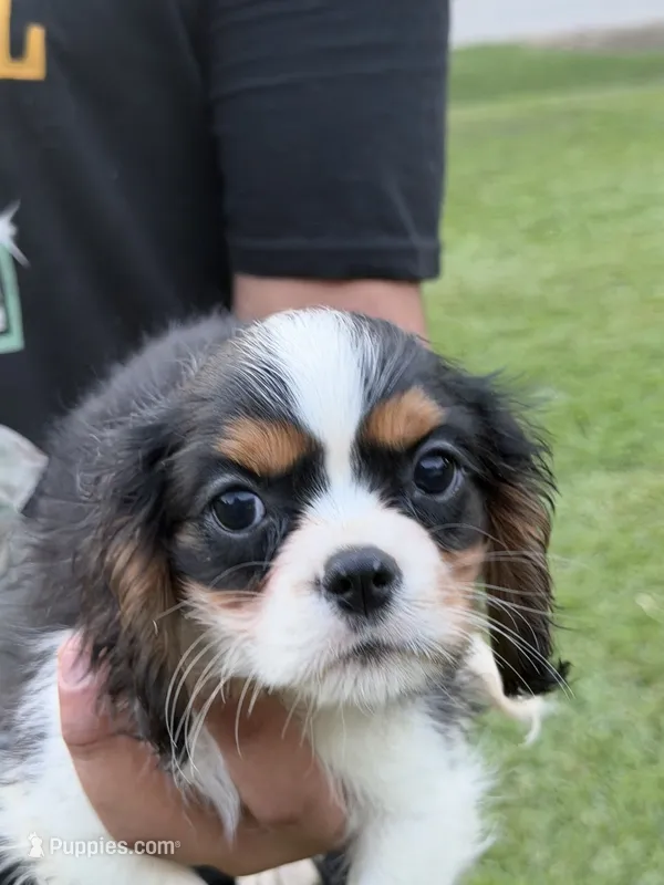 Jack  – Cavalier King Charles Spaniel puppy for sale in Atlanta, GA