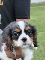 Jack , a female Cavalier King Charles Spaniel for sale in Atlanta, GA – 1 of 8