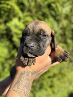 Rocky , a male Cane Corso for sale in Atlanta, GA – 4 of 7