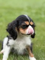 Cash, a female Cavalier King Charles Spaniel for sale in Atlanta, GA – 2 of 4